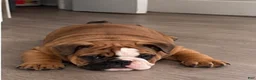 English Bulldog dogs for sale: English Bulldog 2 - Ad 2