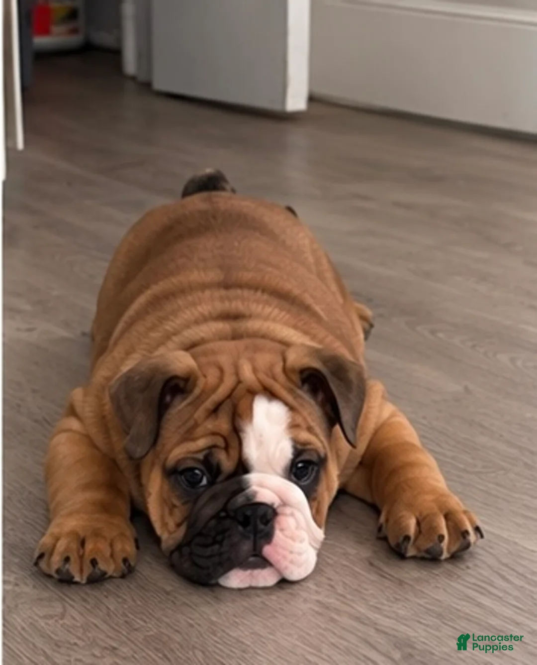 English Bulldog dogs for sale: English Bulldog 2 - Ad 2