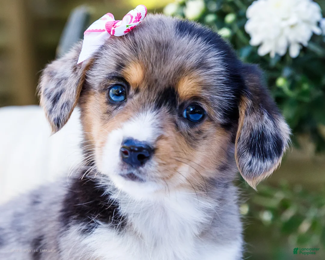 Mixed Breed dogs for sale: Chloe - Ad 2