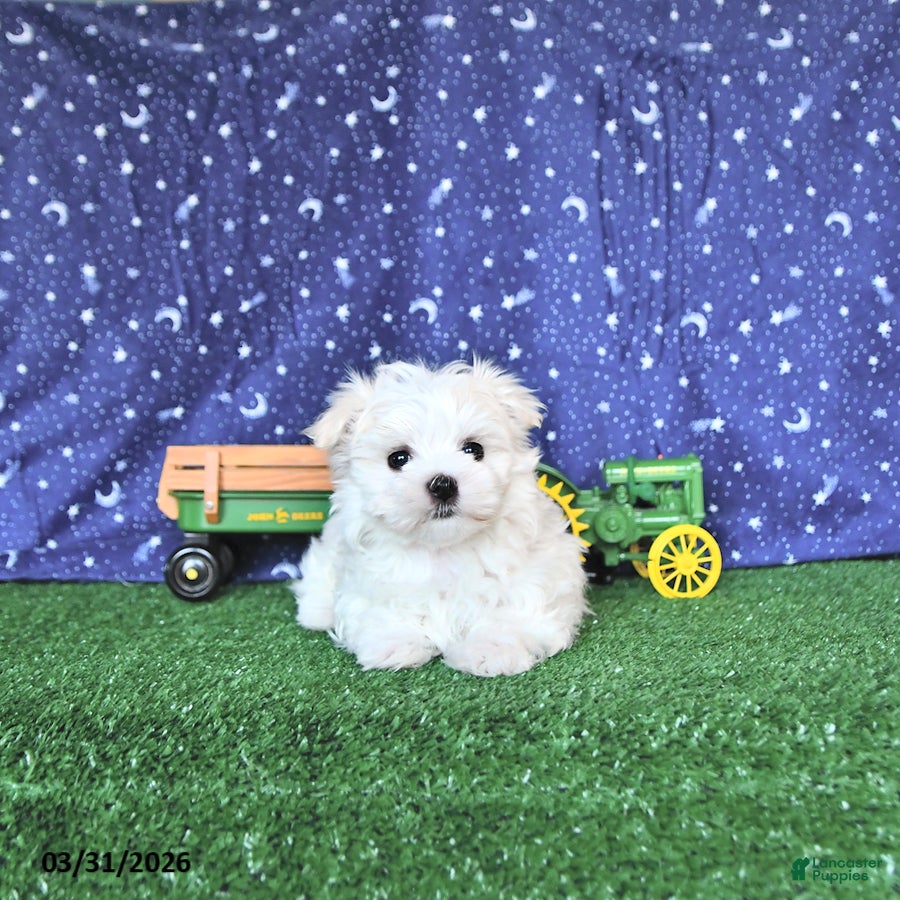 Maltese dogs Cozi - Ad 2