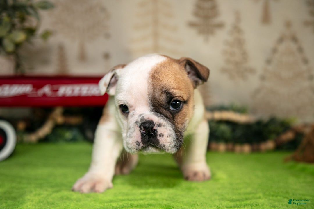 Mixed Breed dogs for sale: Bella - Ad 3