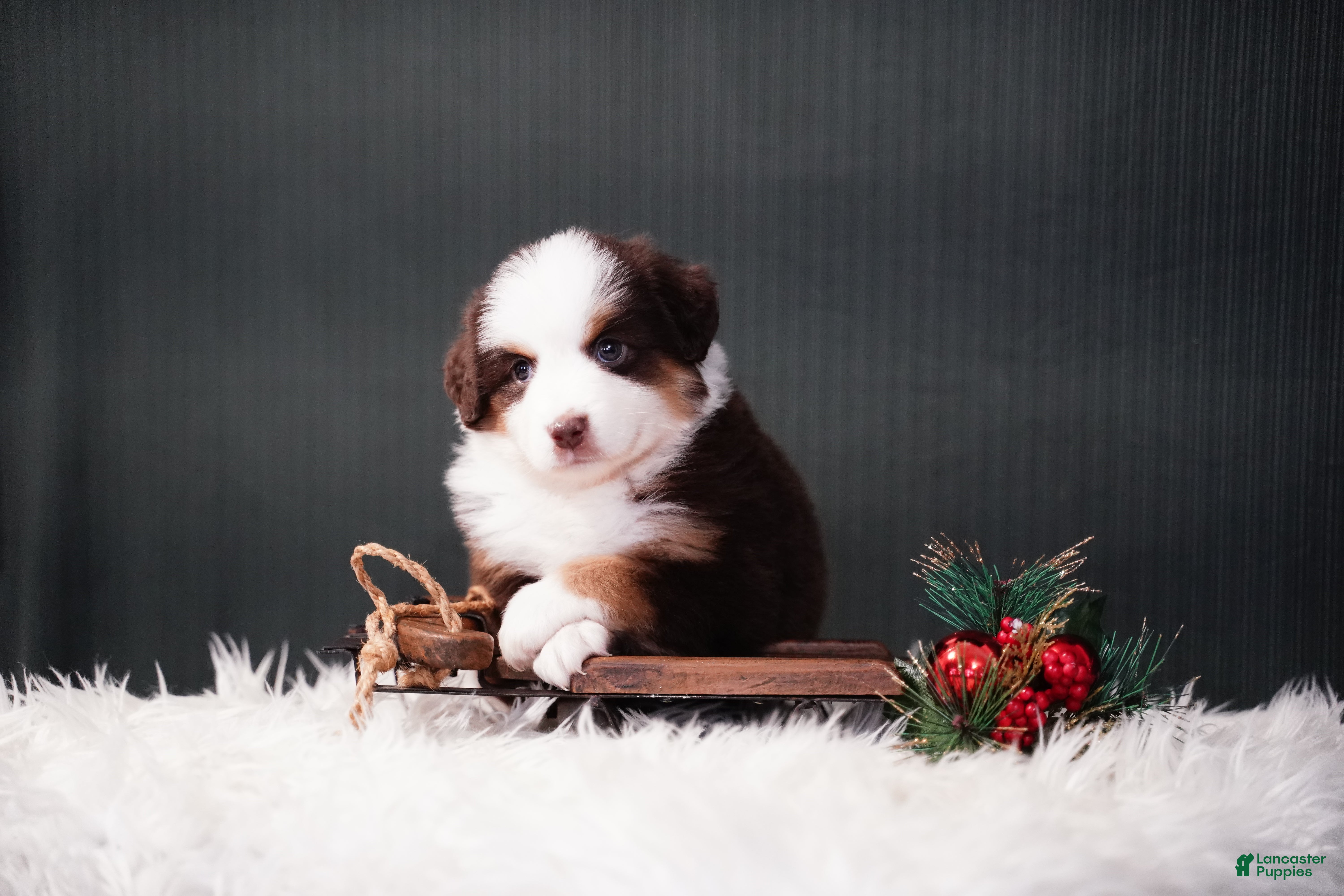 Miniature Australian Shepherd dogs Dean - Ad 7