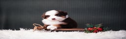 Miniature Australian Shepherd dogs for sale: Dean - Ad 1