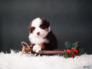 Miniature Australian Shepherd dogs Dean - Ad 10