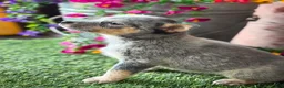 Australian Cattle Dog dogs for sale: Johnny - Ad 3
