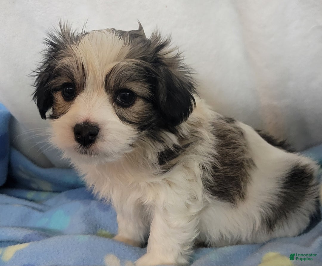 Mixed Breed dogs for sale:  3 cookies - Ad 2