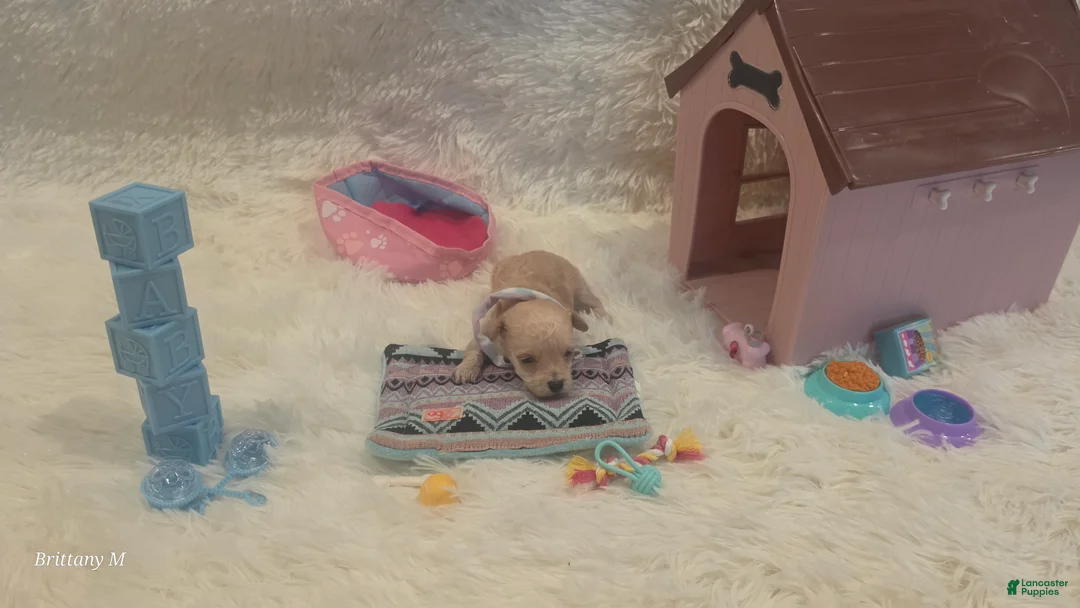 Yorkiepoo dogs for sale: Yorkiepoo 6 - Ad 2