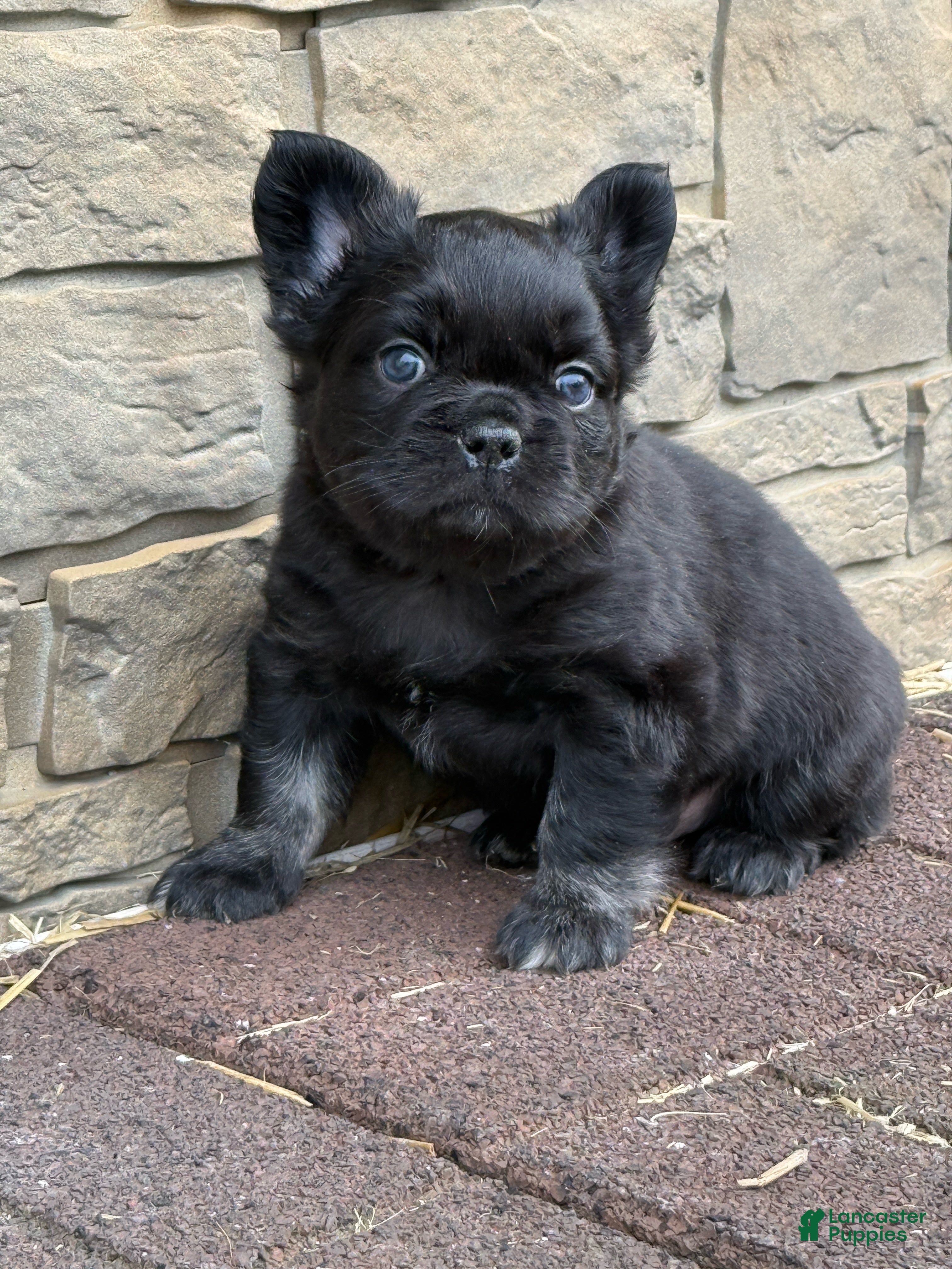French Bulldog dogs French Bulldog Puppy 2 - Ad 41