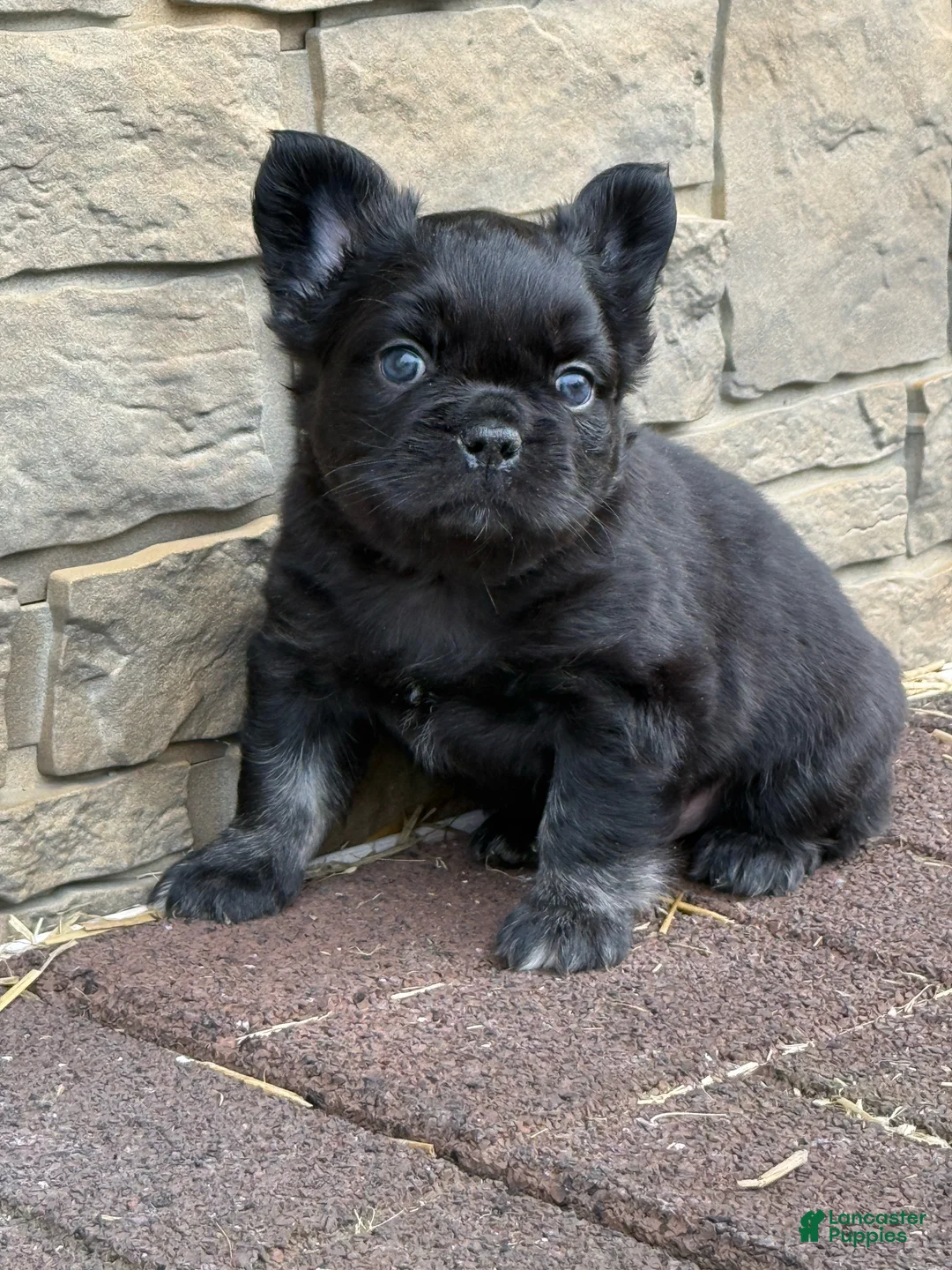 French Bulldog dogs for sale: French Bulldog Puppy 2 - Ad 1