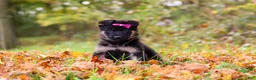 German Shepherd dogs for sale: Renita - Ad 3