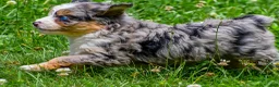 Mini Aussiedoodle dogs for sale: Gabby - Ad 6