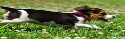 Beagle dogs for sale: Violet - Ad 4