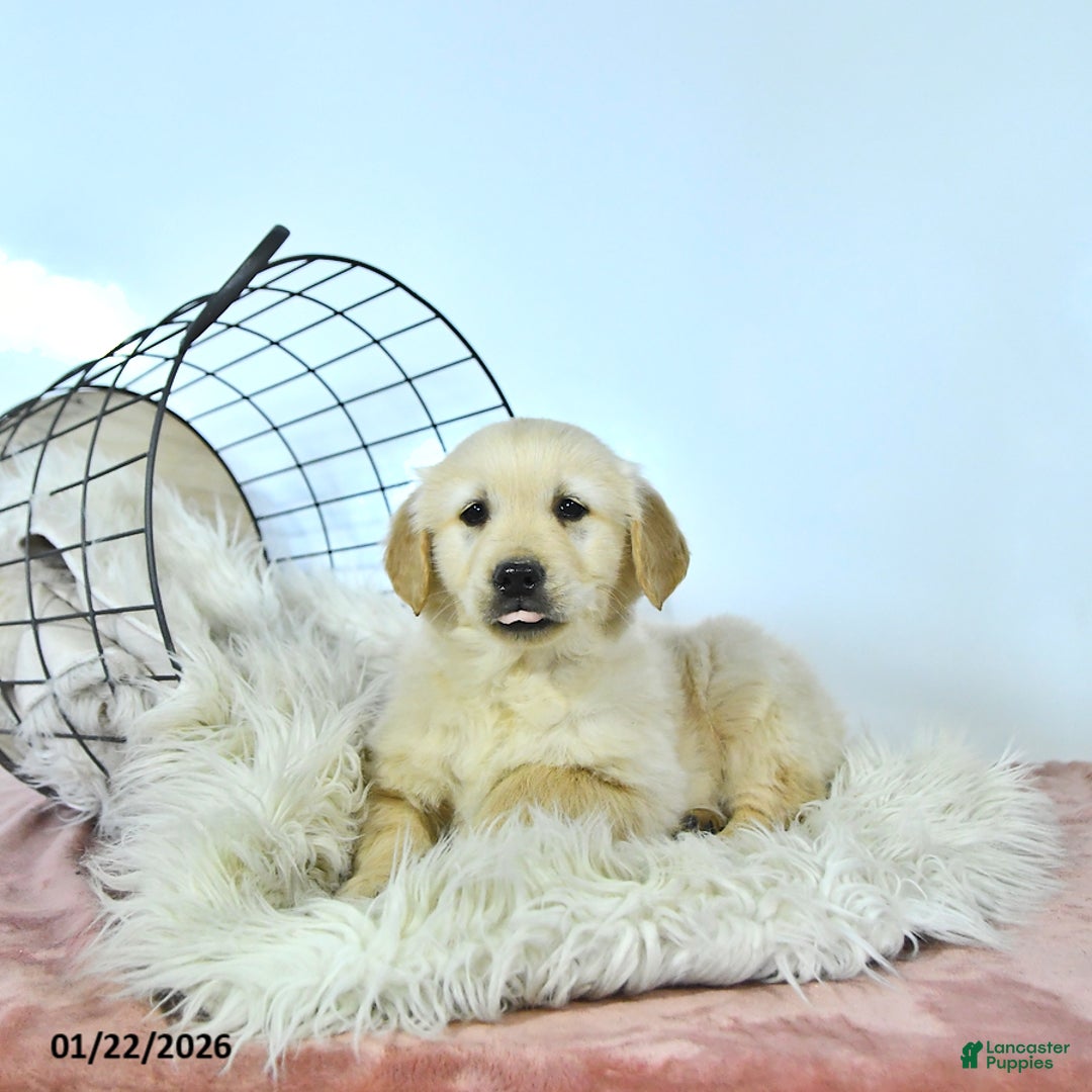 Golden Retriever dogs for sale: Teddy - Ad 3