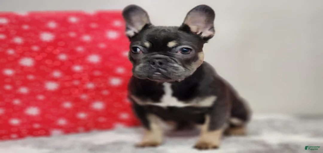 Gallery Image {{count}}