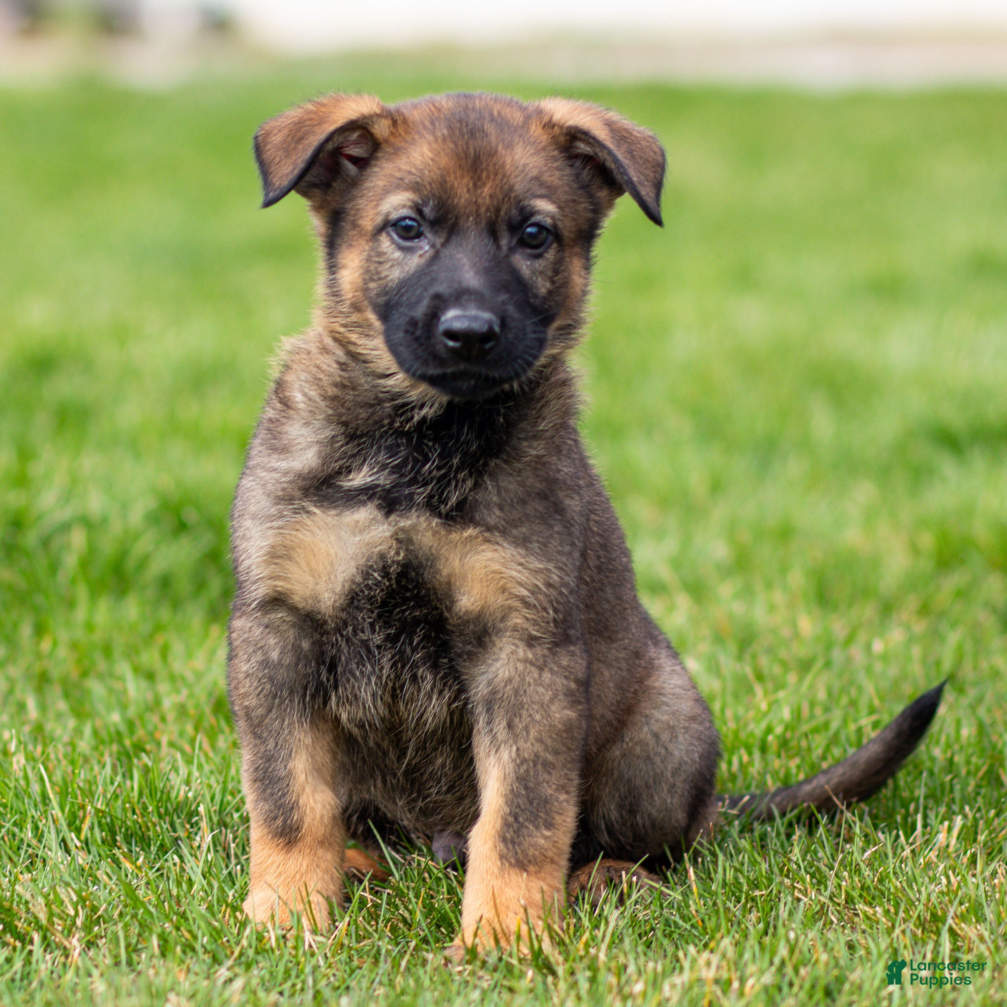 German Shepherd dogs Samson German Shepherd Puppy  - Ad 1