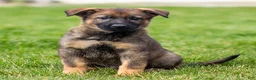 German Shepherd dogs for sale: Samson German Shepherd Puppy  - Ad 1