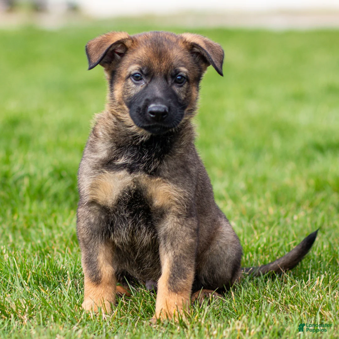 German Shepherd dogs for sale: Samson German Shepherd Puppy  - Ad 1