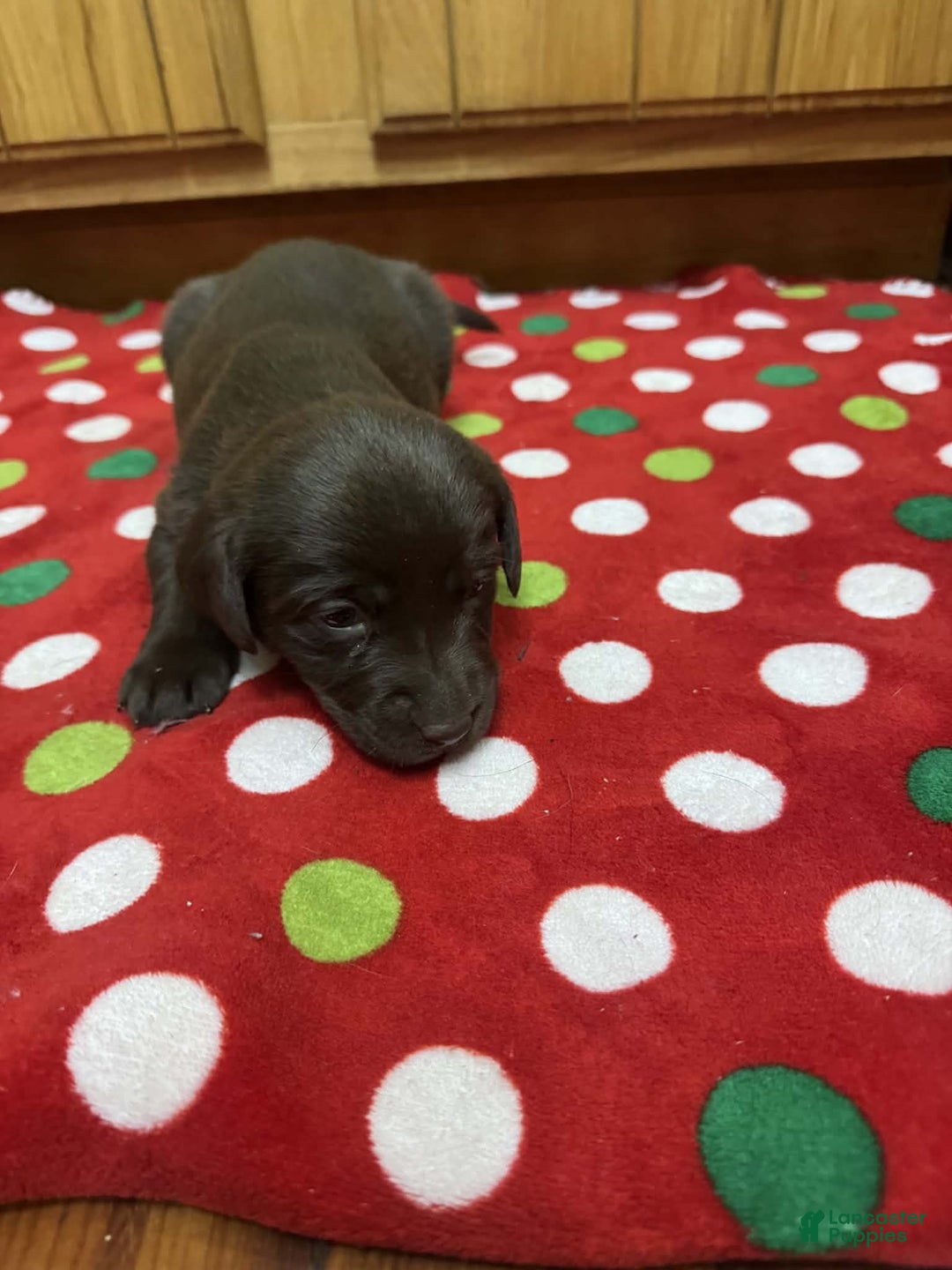 Labrador Retriever dogs for sale: Iris - Ad 4