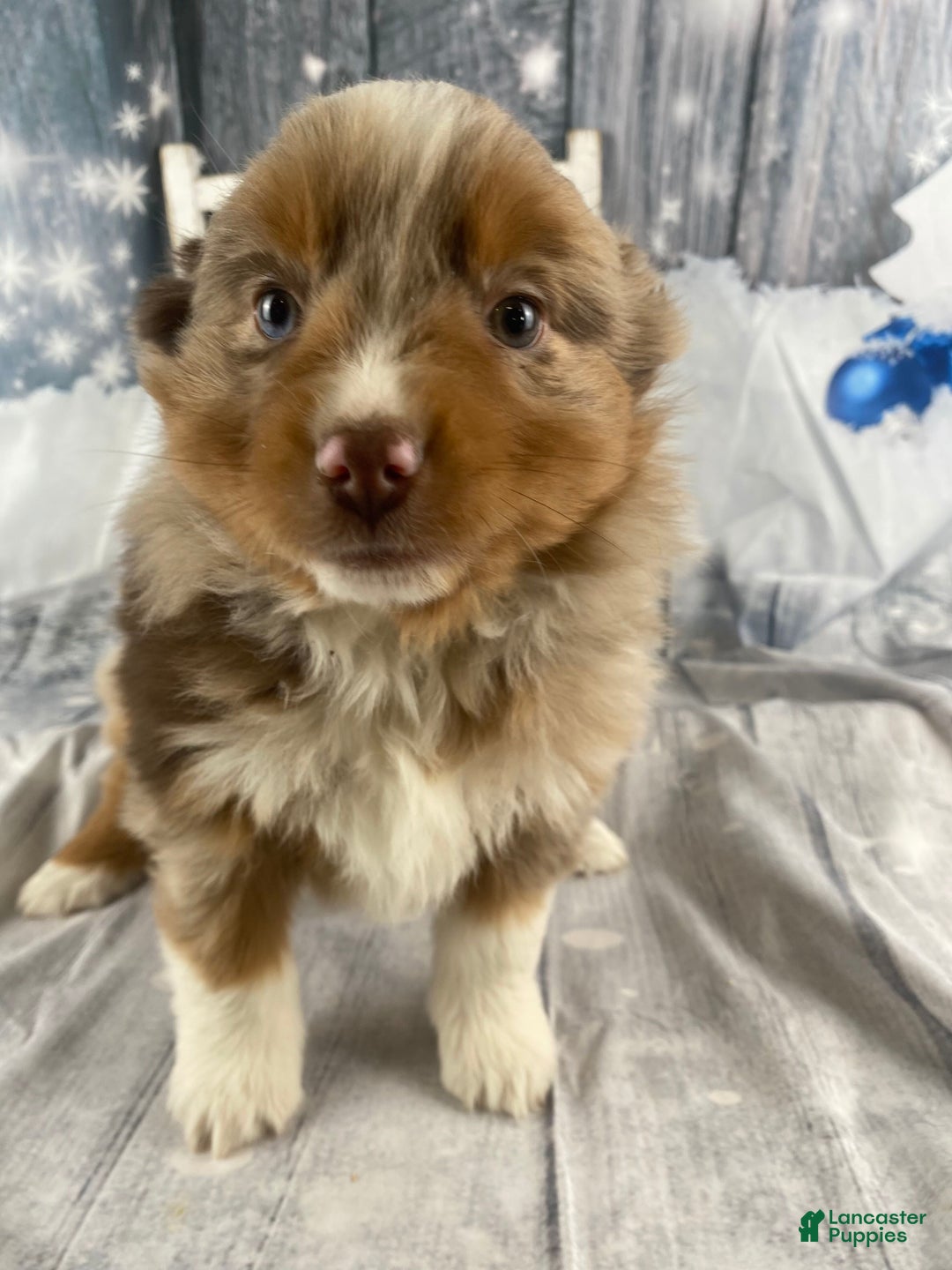 Australian Shepherd dogs for sale: Nova - Ad 8