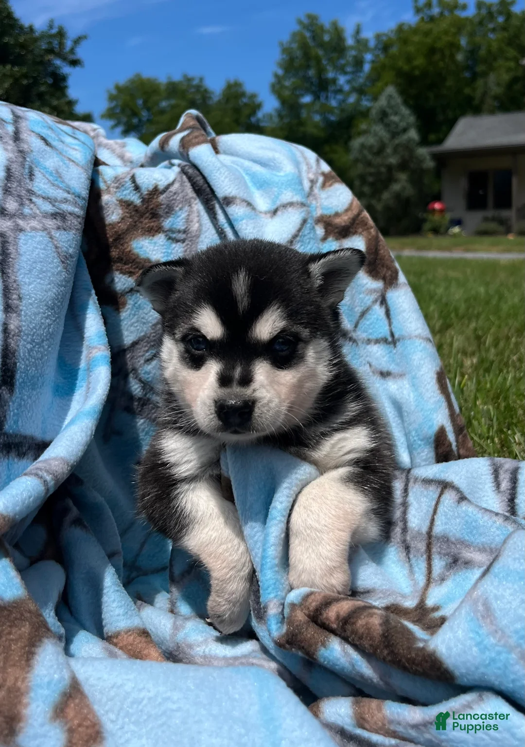 Alaskan Klee Kai dogs for sale: Shadow❤️ICA Registered🐾Text or Call 610-643-6846 - Ad 1