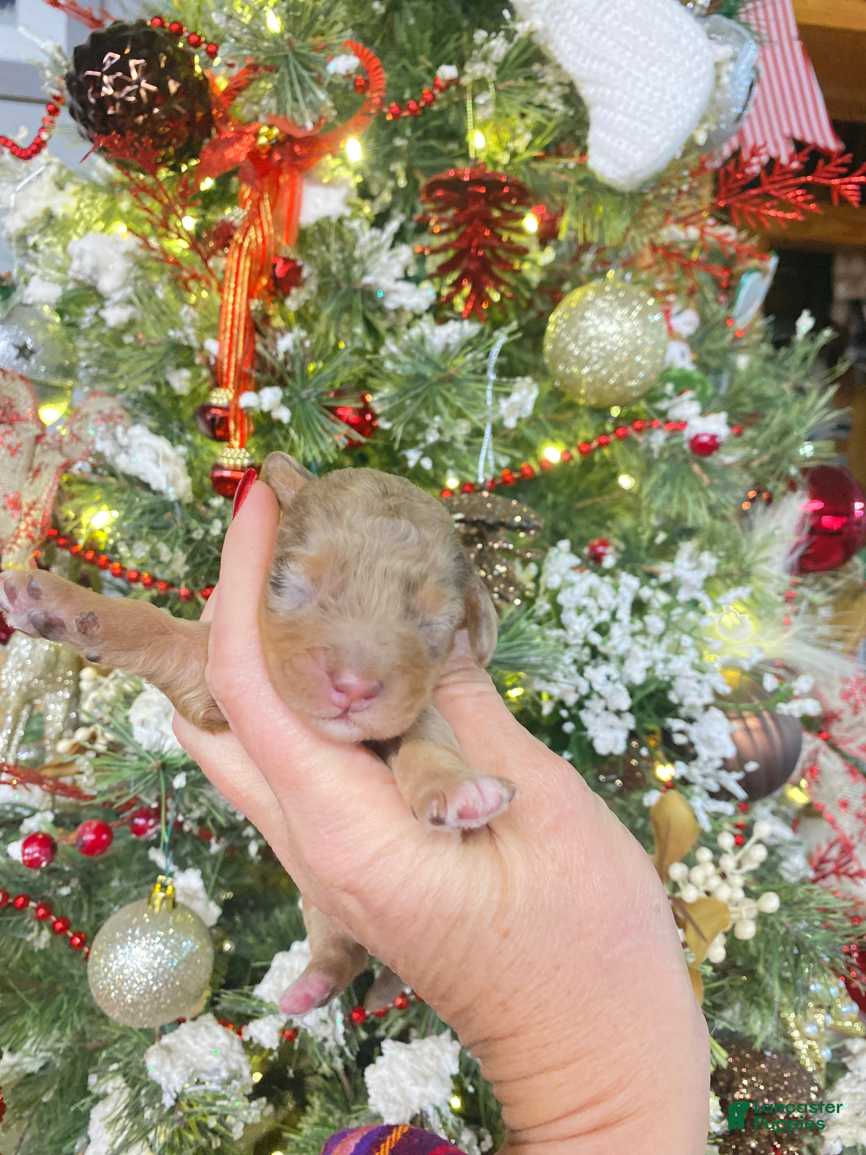 Cockapoo dogs Cockapoo Puppy 6 - Ad 9