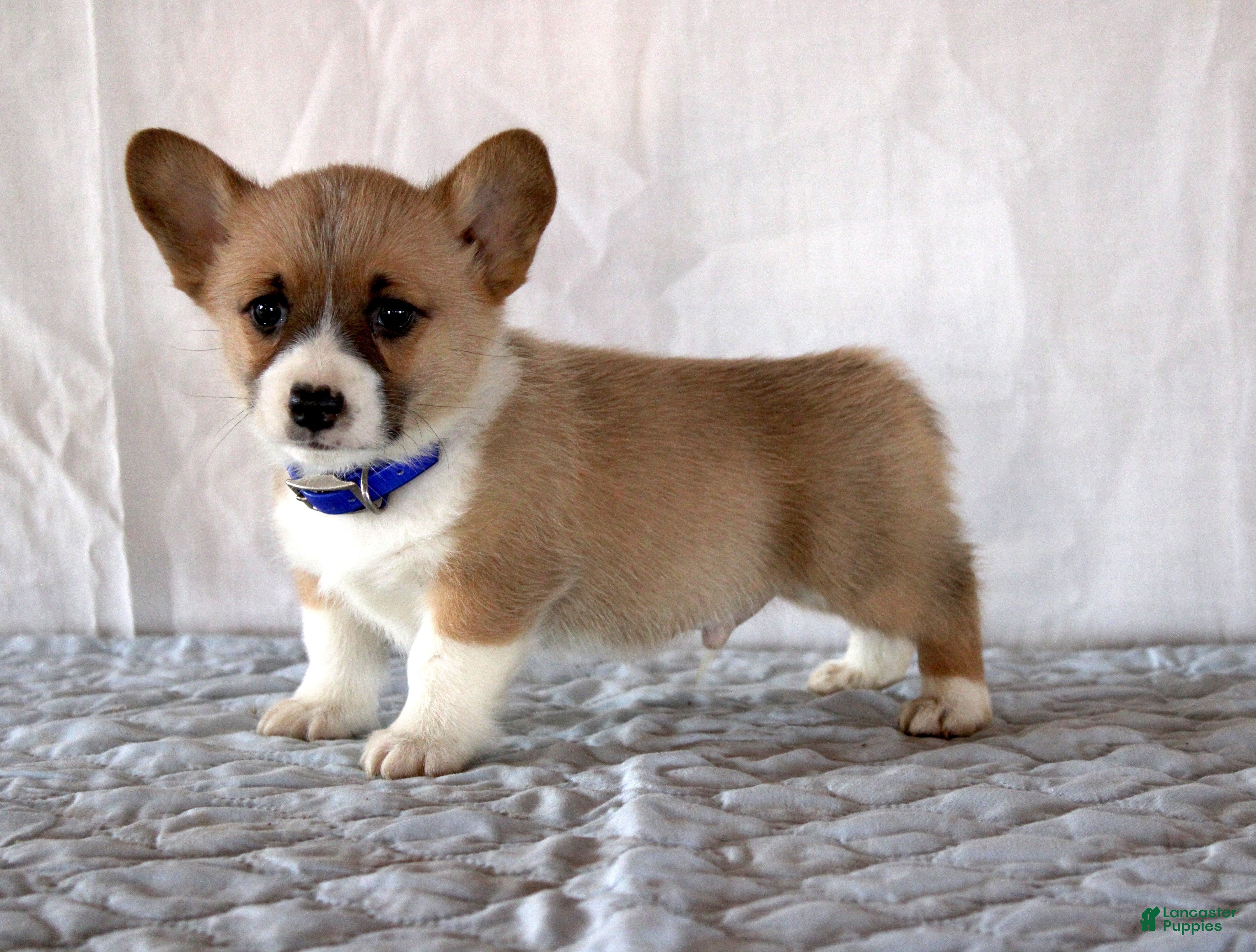 Welsh Corgi Pembroke dogs Linus - Ad 2