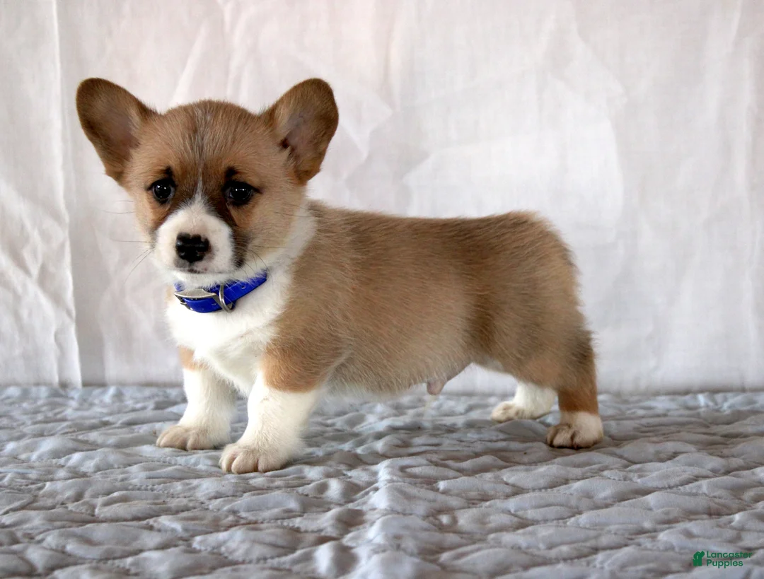 Welsh Corgi Pembroke dogs for sale: Linus - Ad 2