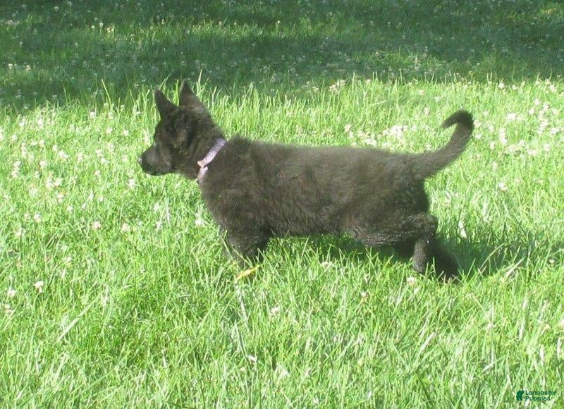 German Shepherd dogs Shirley - Ad 2