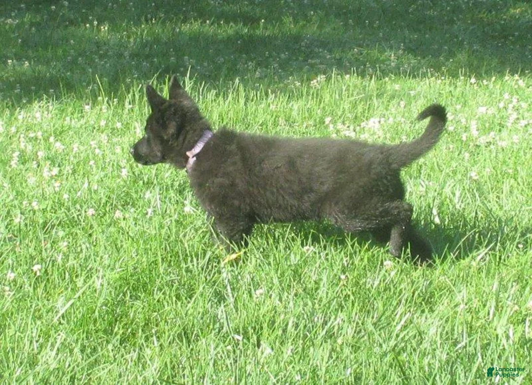German Shepherd dogs for sale: Shirley - Ad 2