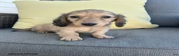 Miniature Dachshund dogs for sale: Joey - Ad 1