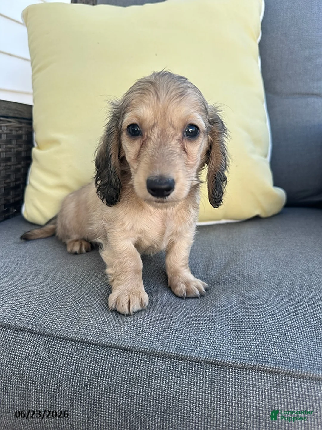 Miniature Dachshund dogs for sale: Joey - Ad 1