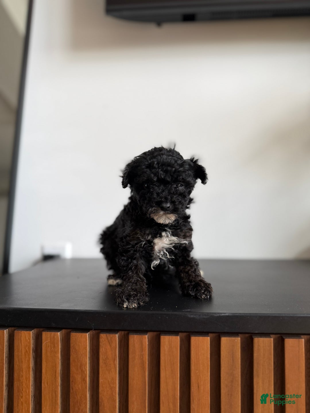 Toy Poodle dogs for sale: Sally teacup - Ad 3