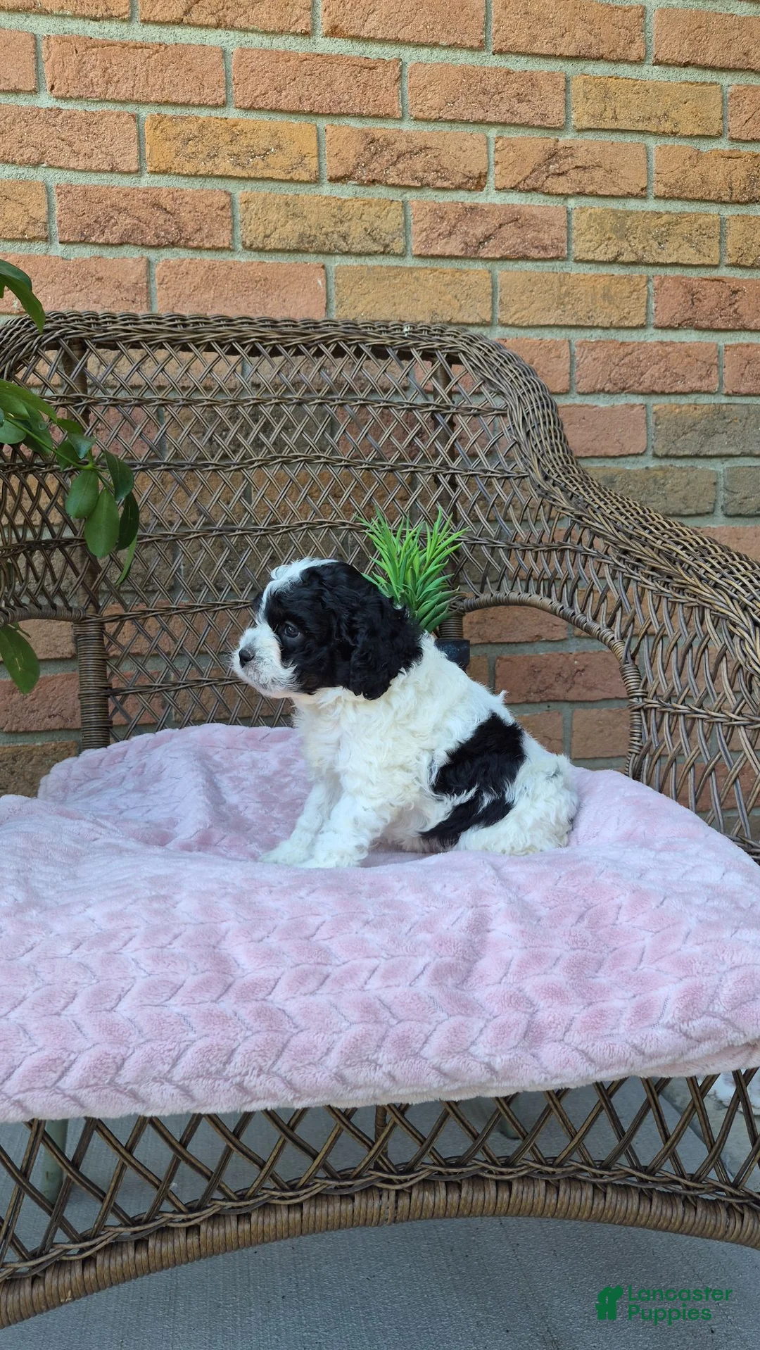 Cockapoo dogs for sale: Izzy - Ad 2