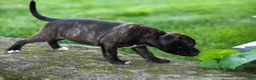 Staffordshire Bull Terrier dogs for sale: Moxie 💖 - Ad 14