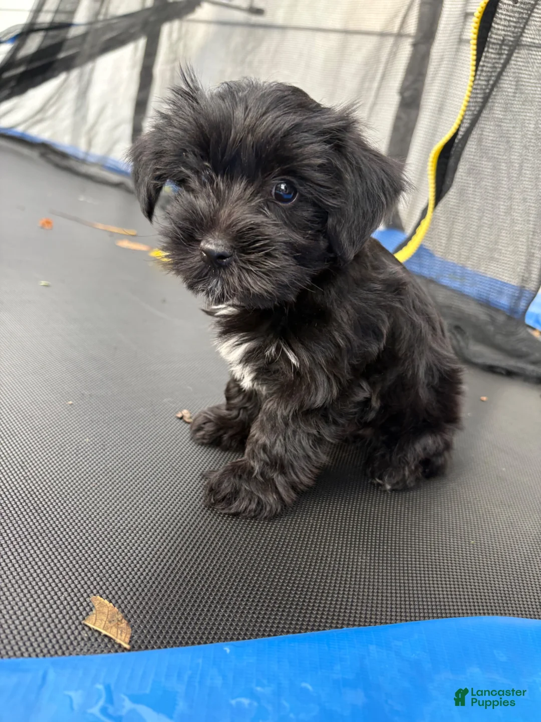 Yorkshire Terrier dogs for sale: Oreo - Ad 1