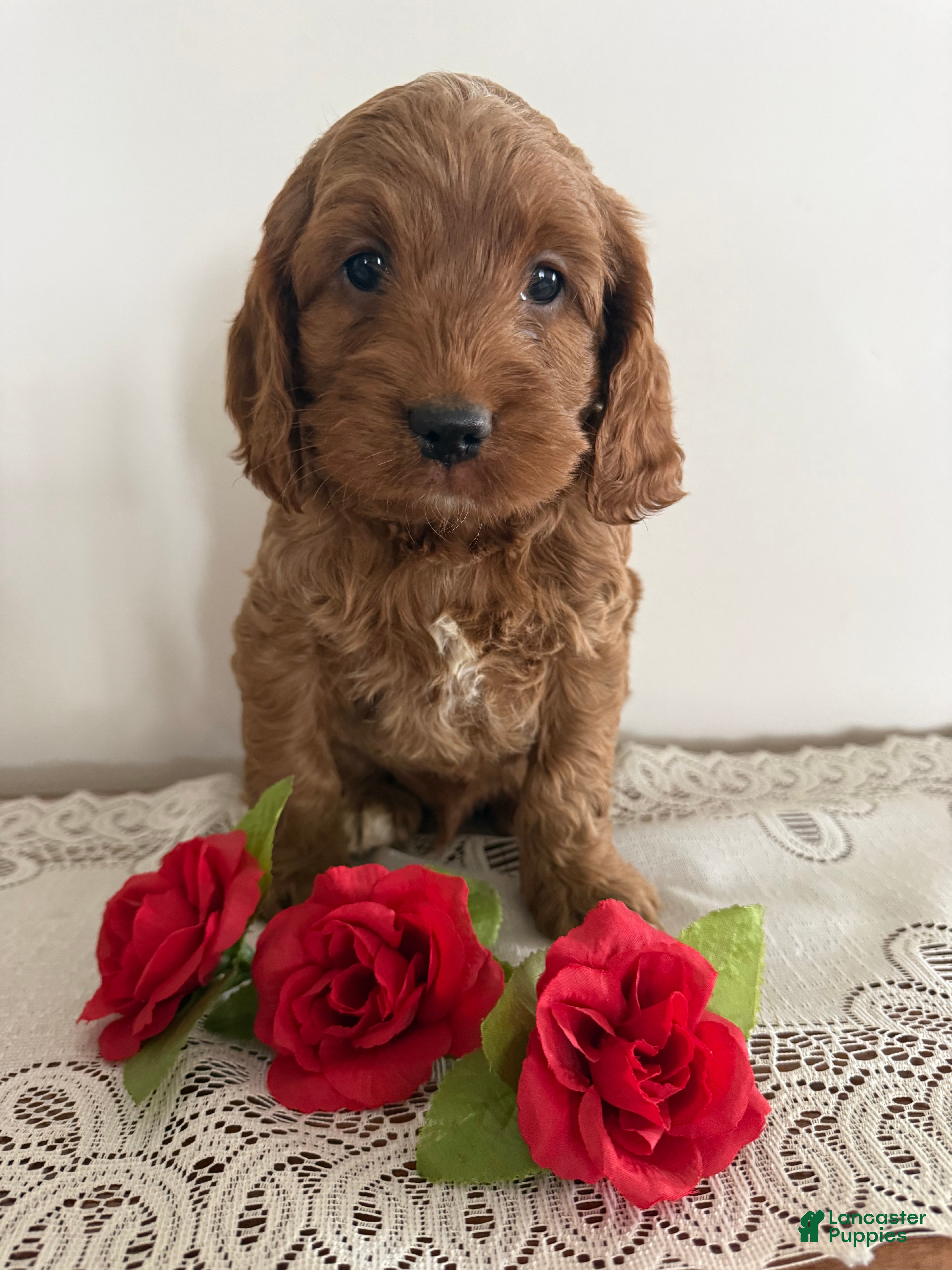 Cockapoo dogs Cockapoo Puppy 1 - Ad 23