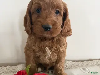 Cockapoo dogs Cockapoo Puppy 1 - Ad 23