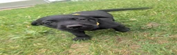 Labrador Retriever dogs for sale: Black Female (Yellow) - Ad 3