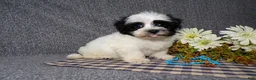 Havanese dogs for sale: King - Ad 2