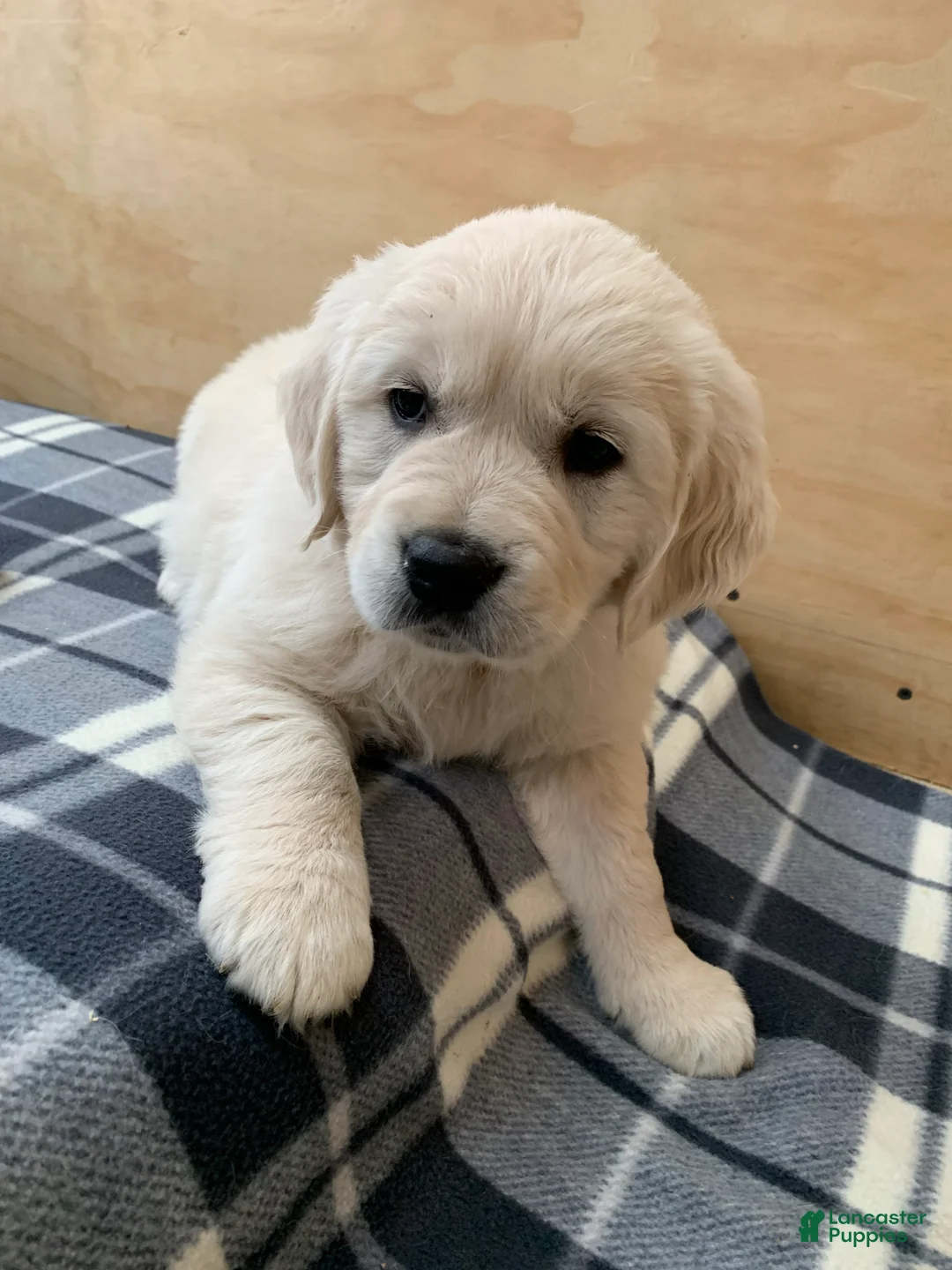 Golden Retriever dogs for sale: Juniper - Ad 1