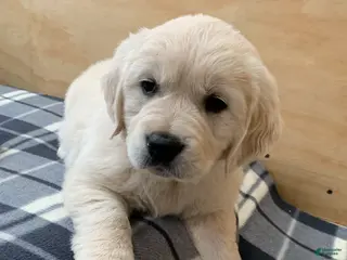 Golden Retriever dogs for sale: Juniper - Ad 3