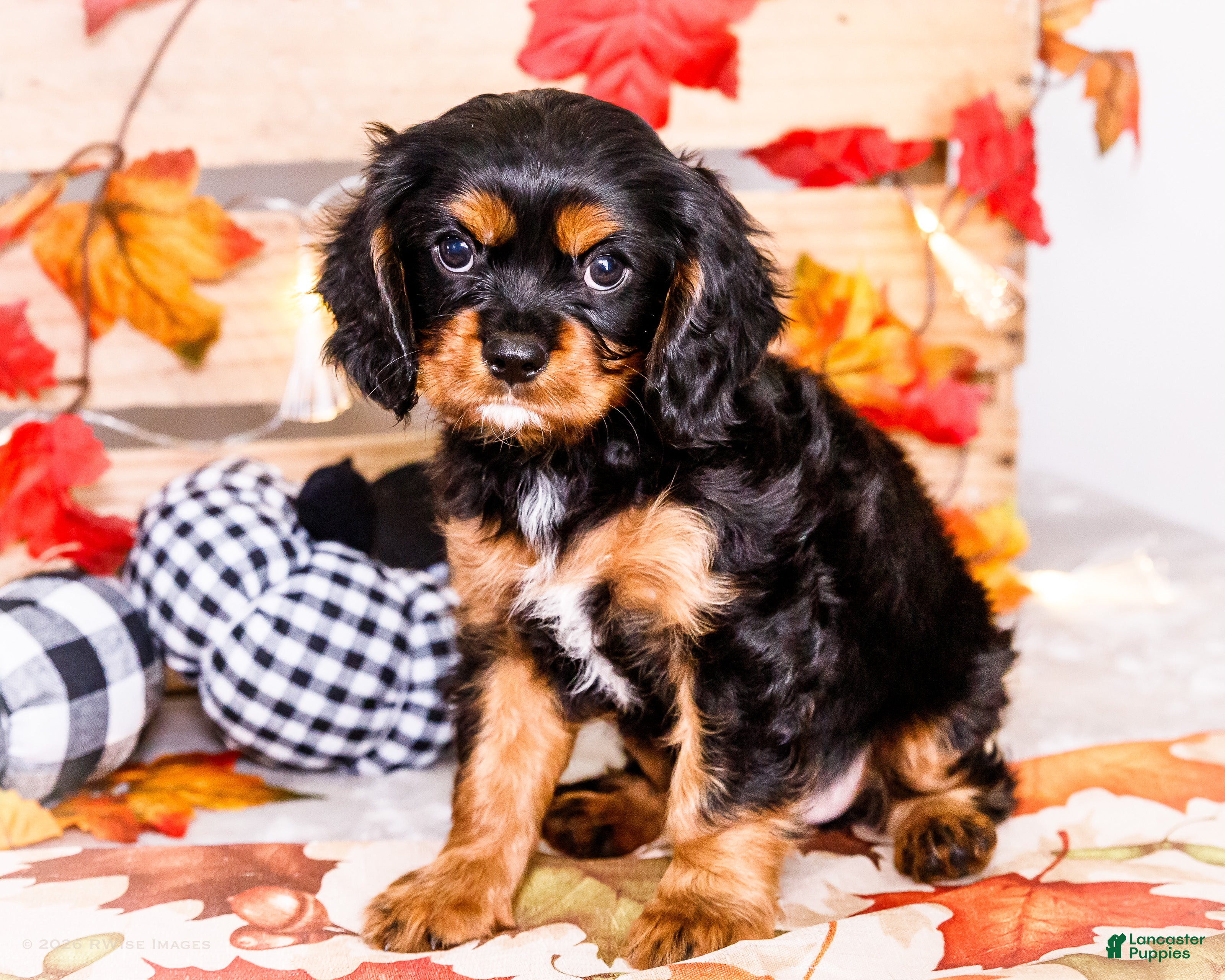 Cavalier King Charles Spaniel dogs for sale: Isaiah - Ad 4