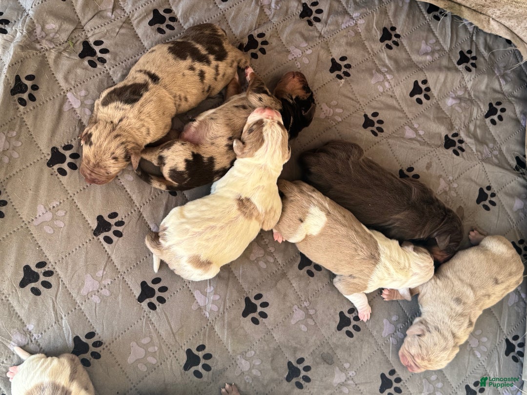 Catahoula Leopard Dog dogs for sale: Catahoula Leopard Dog Puppy 2 - Ad 19