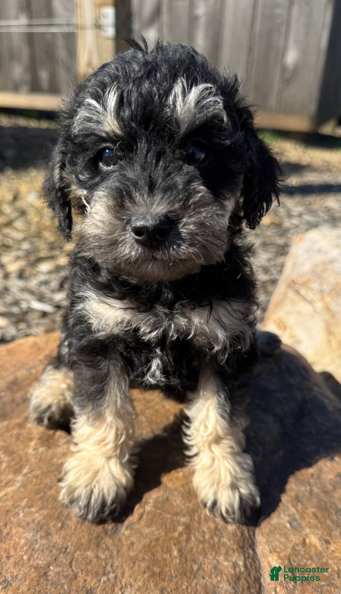Schnoodle dogs Sadie - Ad 5