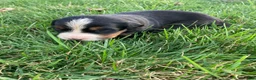Bernese Mountain Dog dogs for sale: Ginger - Ad 14