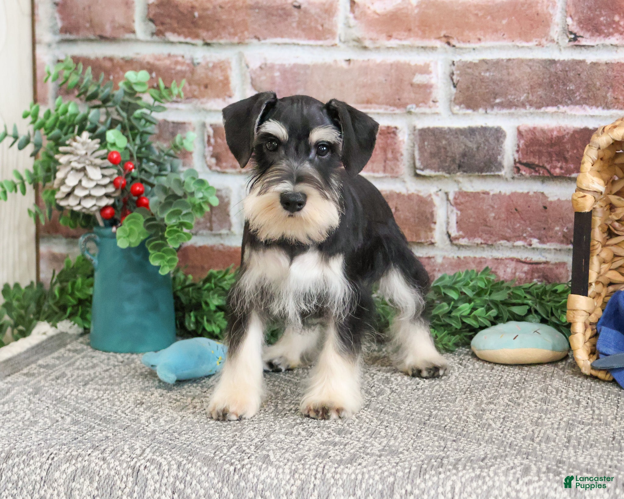 Miniature Schnauzer dogs Azriel - Ad 3
