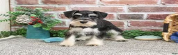 Miniature Schnauzer dogs for sale: Azriel - Ad 1