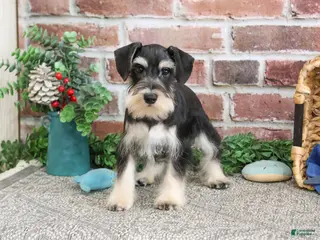 Miniature Schnauzer dogs Azriel - Ad 3