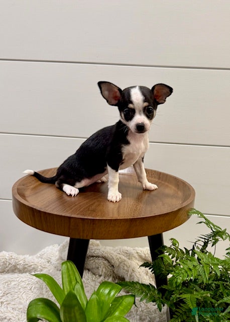 Chihuahua dogs Jasmin - Ad 2