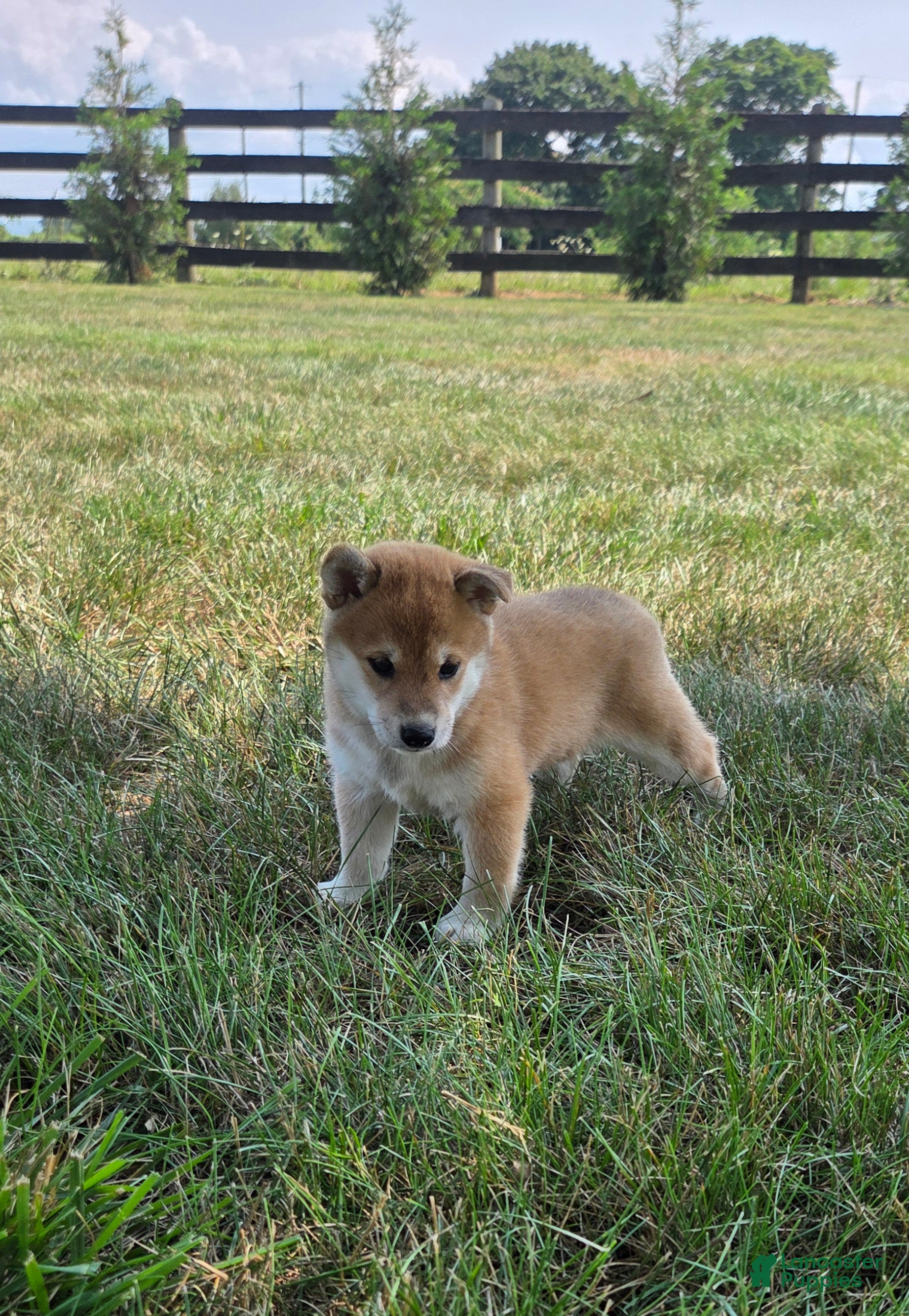 Shiba Inu dogs Freedom - Ad 1